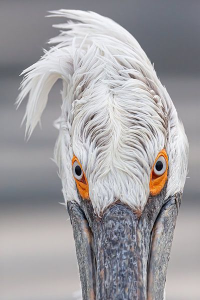 Ich sehe dich (II) von Kris Hermans