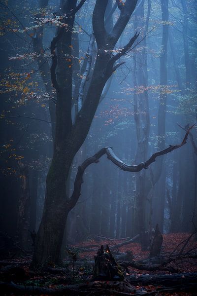 Photographie forestière &quot;narok&quot; par Björn van den Berg