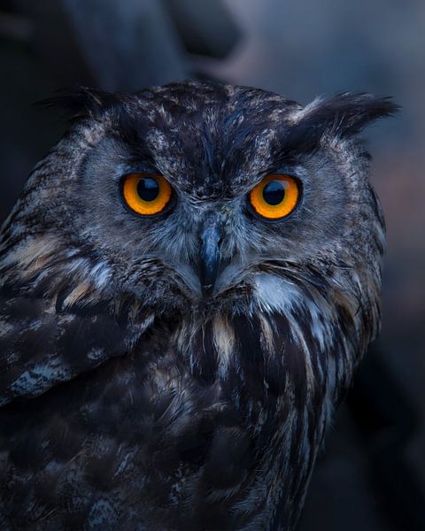 The owl  look by Kevin Hernandez