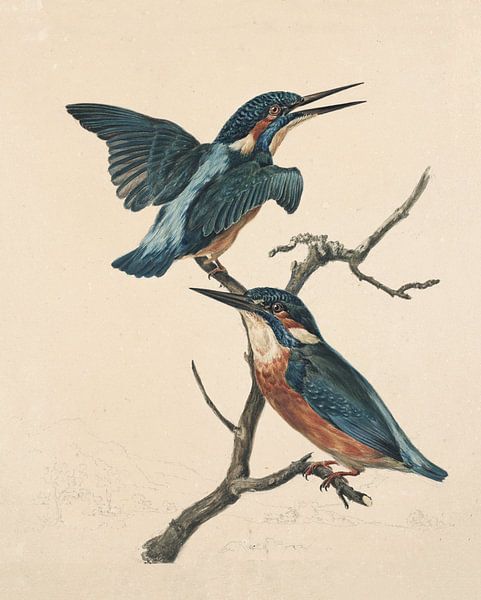 Deux Kingfishes sur une branche, Stephanus Hendrik Willem van Trigt par Teylers Museum