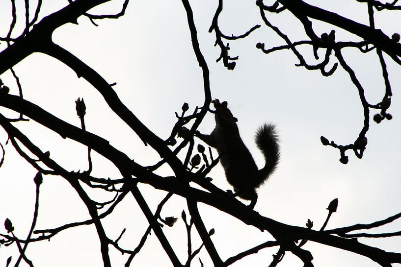 the dark knight by Andrew van der Beek