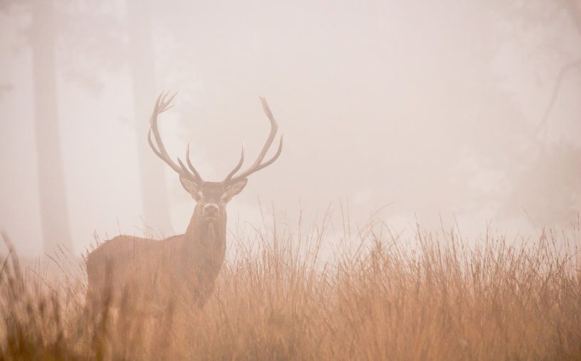 Roi de la forêt par Harm Roseboom