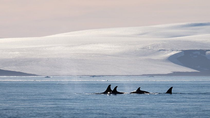 A group of Orca&#039;s in the landscape of Antarctica by Anges van der Logt