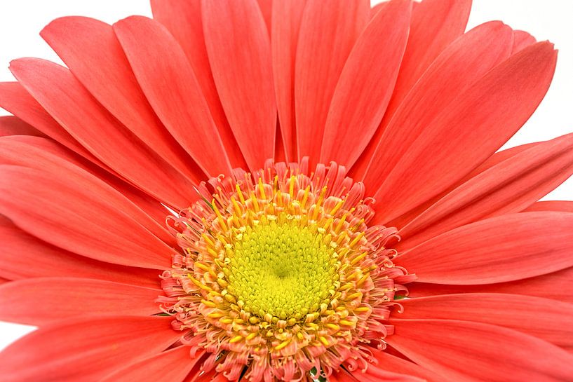Gerbera par Anneliese Grünwald-Märkl