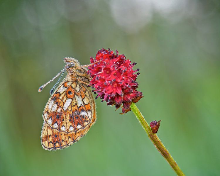 Zilveren Maan met dauw by Erik Veldkamp