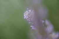 Lavandula