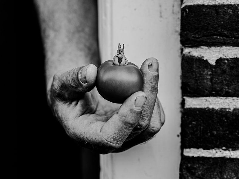 die Tomate von tessapronkfotografie