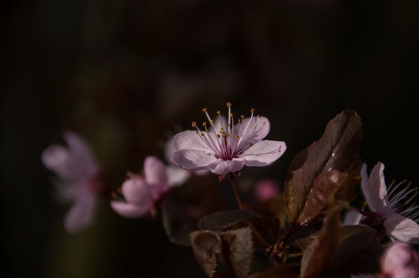 Teer en roze by Yvonne van der Meij
