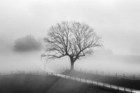 Old oak tree in winter fog