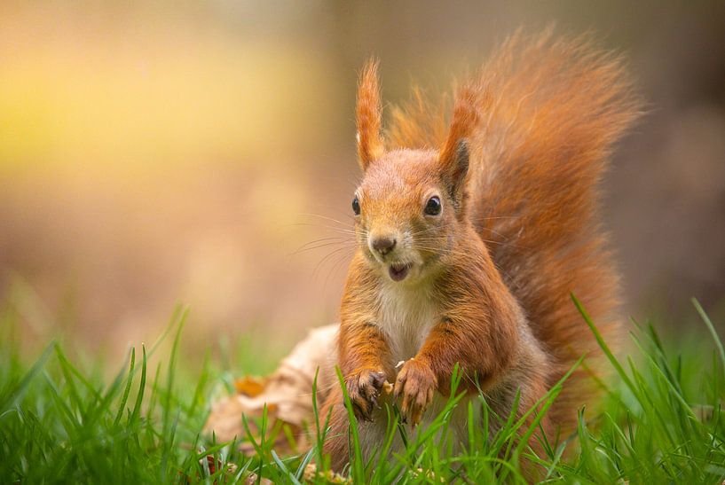 Verängstigtes Eichhörnchen! von Corné Ouwehand