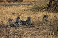 Leopards in the Kruger Park / Manyeleti in South Africa