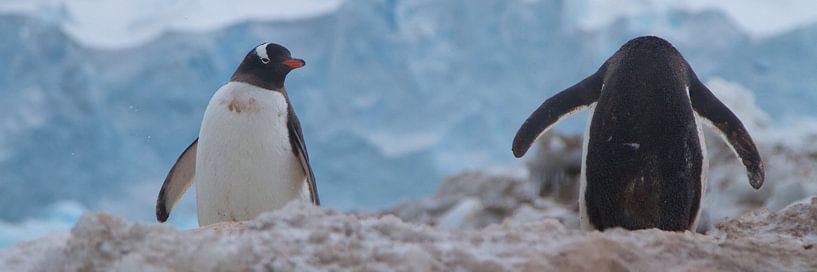 keurerde blikken van de buurman von Eric de Haan