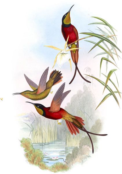 Crimson Topaz, John Gould par Hummingbirds