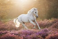 Pferd und Heidekraut