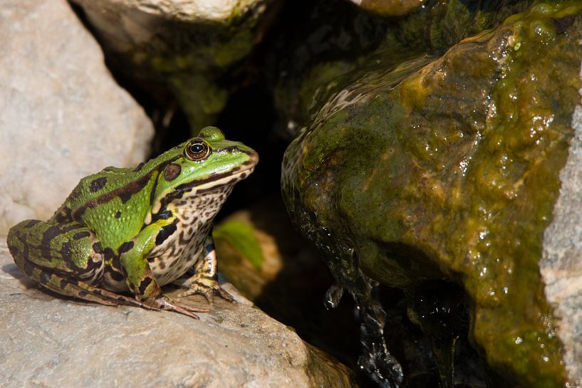 Zonnende kikker von Maurice Welling