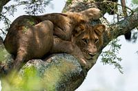 Tree climbing lion