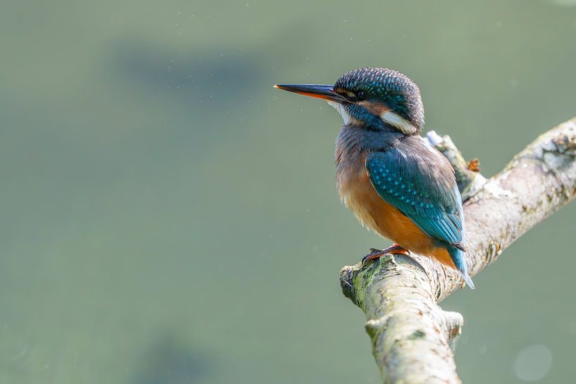 martin-pêcheur par Marjon Tigchelaar