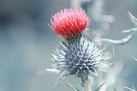 Thistle