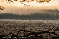 Cerf rouge dans le brouillard.