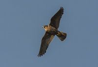 Wanderfalke weiblich