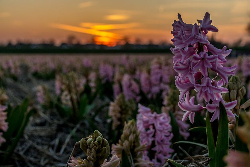 Hyacinten bij zonsondergang 2 par peterheinspictures