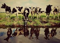 Kühe entlang der Uferpromenade