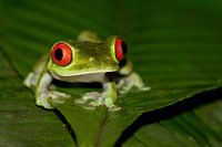 Posing Red-eyed tree frog