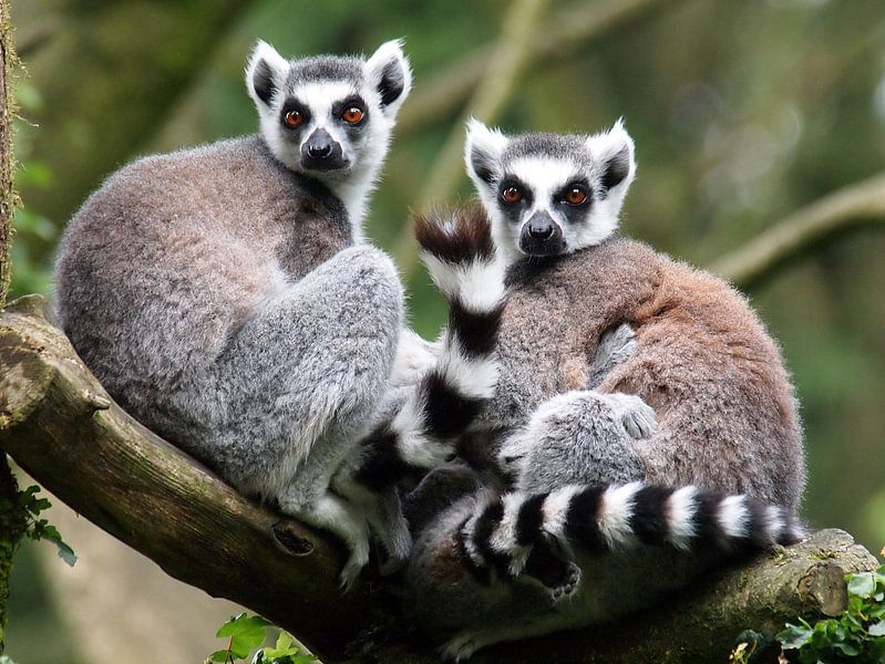 Kattas von Edwin Butter