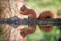 Écureuil en train de se régaler