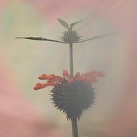 Verrückte Blume in sanfter Atmosphäre