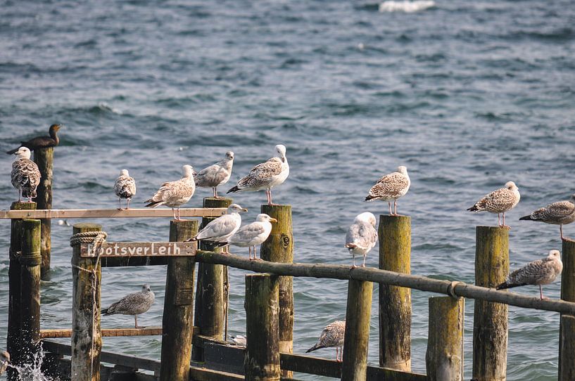 Meeuwen aan de steiger op Vitt, Rügen van GH Foto & Artdesign