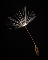 Makro von Löwenzahn