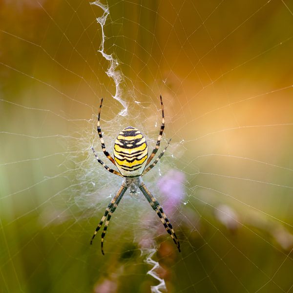 Wespenspinne von Hennie Zeij