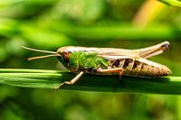 A view of a grasshopper on a blade of grass