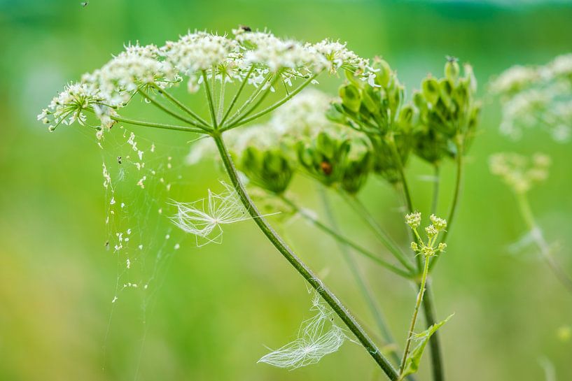 summer green by Yvonne de Bondt