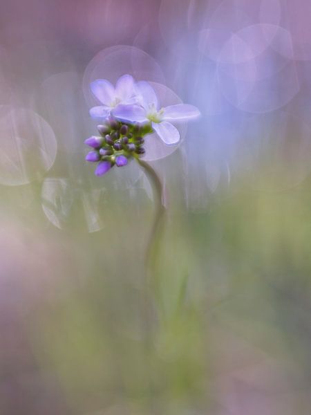 elegant and sweet by Remco loeffen