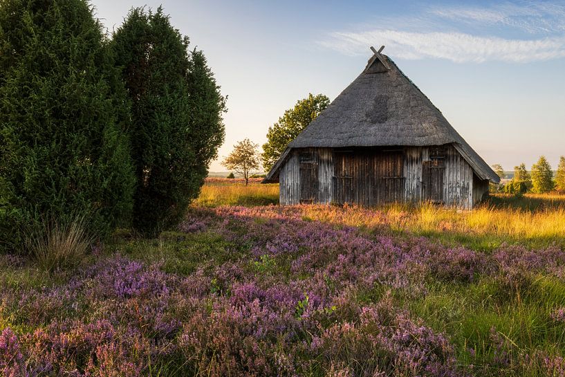 Sheepfold in the blooming heath by Daniela Beyer