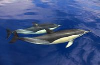 Dolfijnen bij Madeira