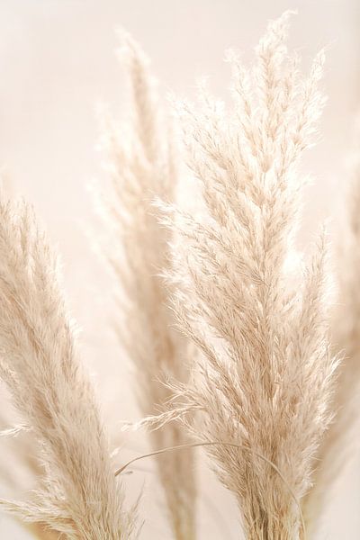 PAMPAS REED par Monika Strigel