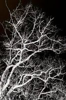 Oak tree without leaves in negative