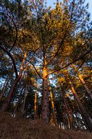Hoge bomen onder een blauwe lucht
