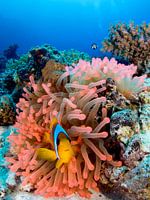 Anemonenfisch in rosa Anemone