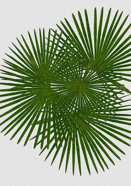 Fan Palm by Orara Studio