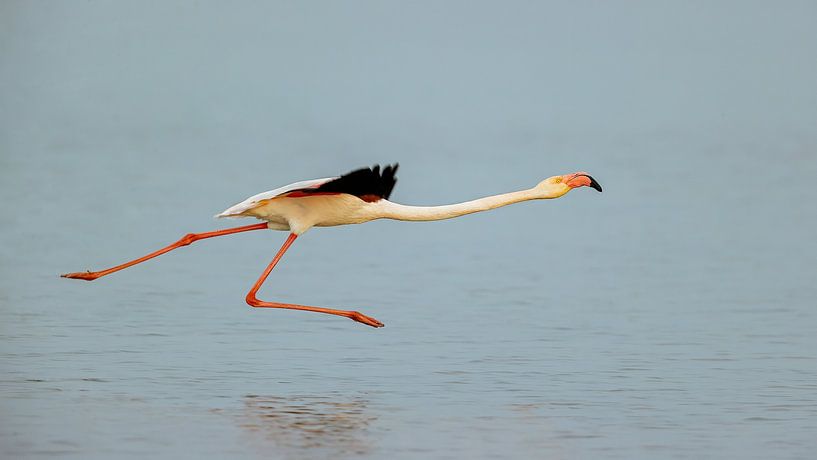 Abblättern von Joan Gil Raga