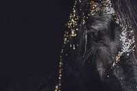 Fine art portrait Friesian horse with gold close-up
