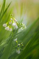 Oranjetipje in vegetatie