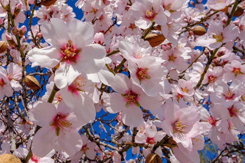 Mandelblüte von Peter Laarakker