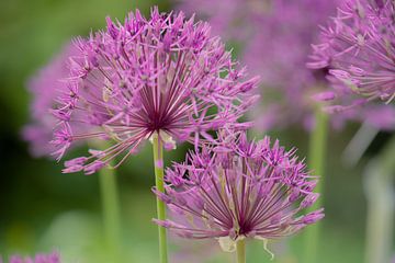 allium von Tania Perneel