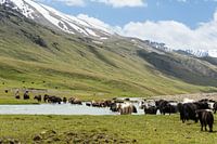 Überquerung von Yaks