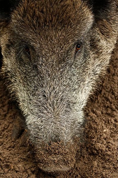 Wild boar by Rando Kromkamp Natuurfotograaf